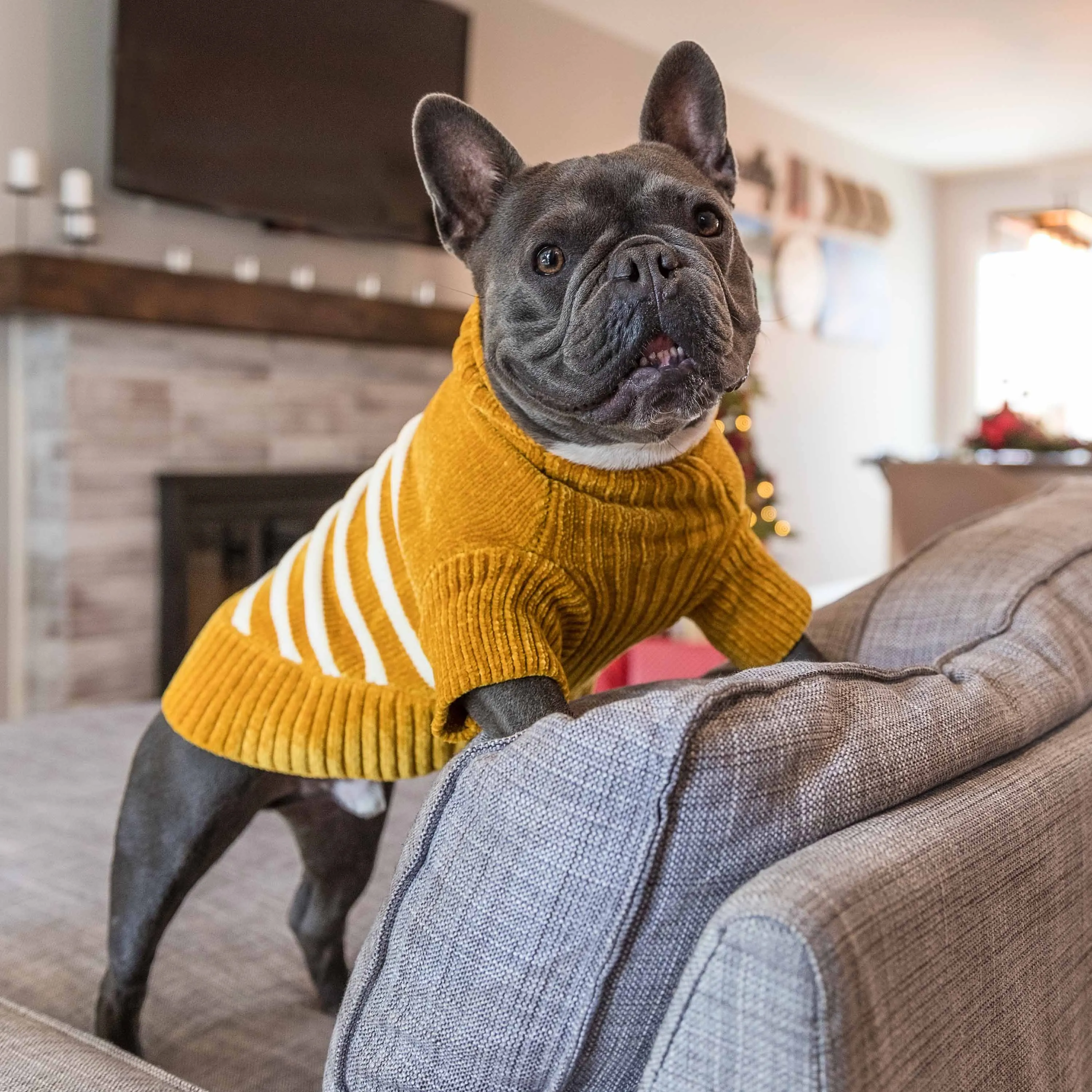 Cozy Soft Chenille Classy Striped Dog Sweater